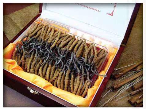 博厚镇冬虫夏草回收